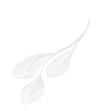 Vector feuille V2